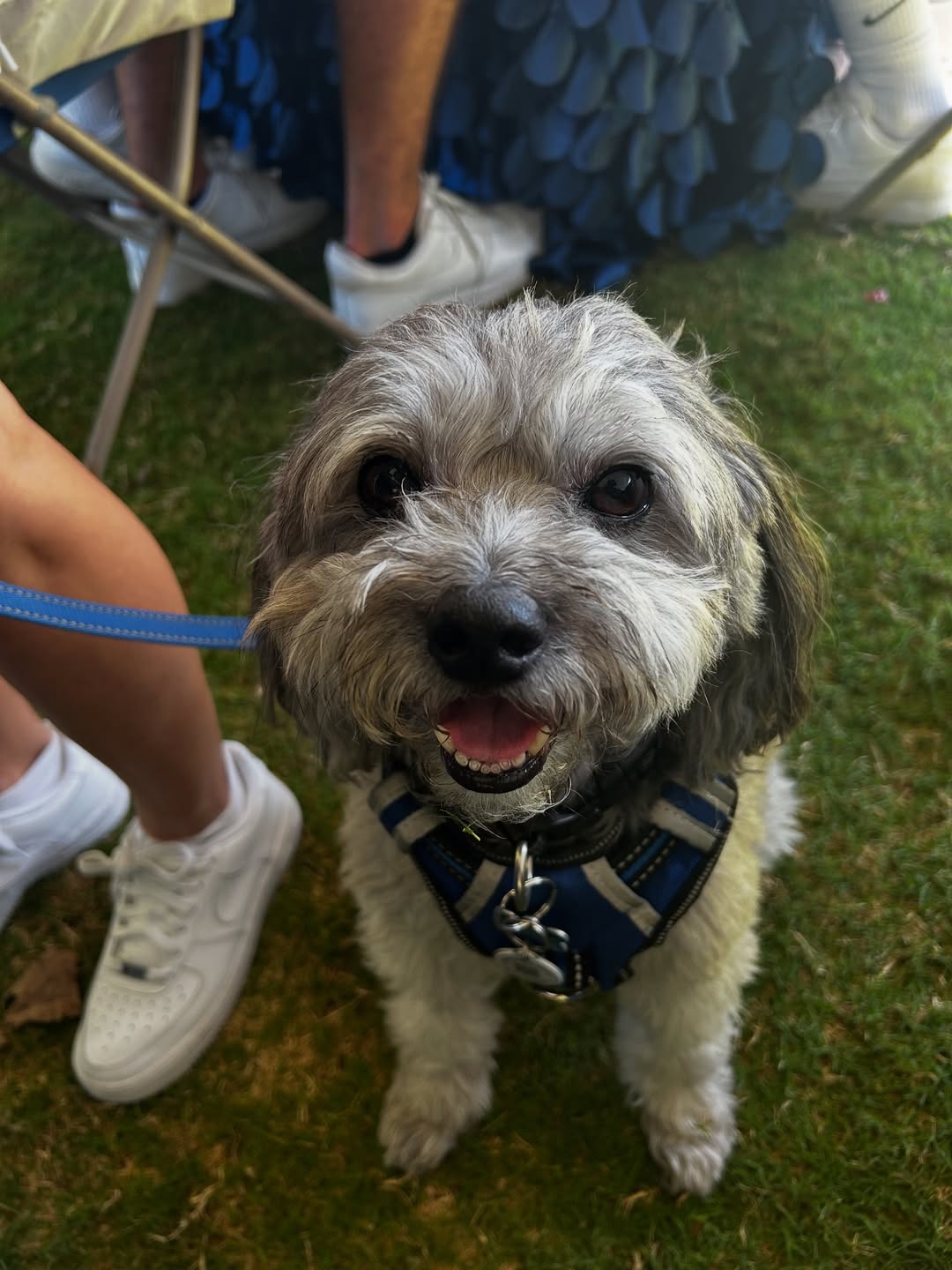 src, 安息吧, 爱犬